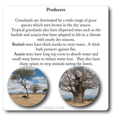 biomes grasslands vegetation